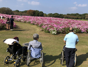 コスモス観賞（10月）