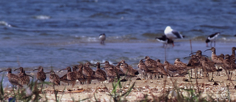 渡り鳥の飛来地　和白干潟