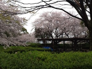 花見ツアー・桜②