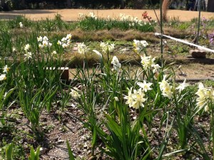 庭園の花①