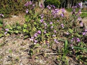 庭園の花③