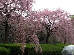 花見ツアー・桜①