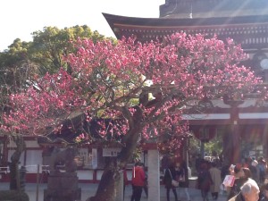 太宰府天満宮　梅の花③