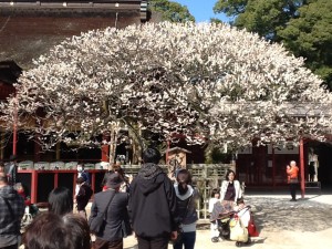 太宰府天満宮　梅の花②