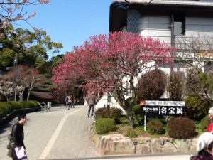 太宰府天満宮　梅の花①