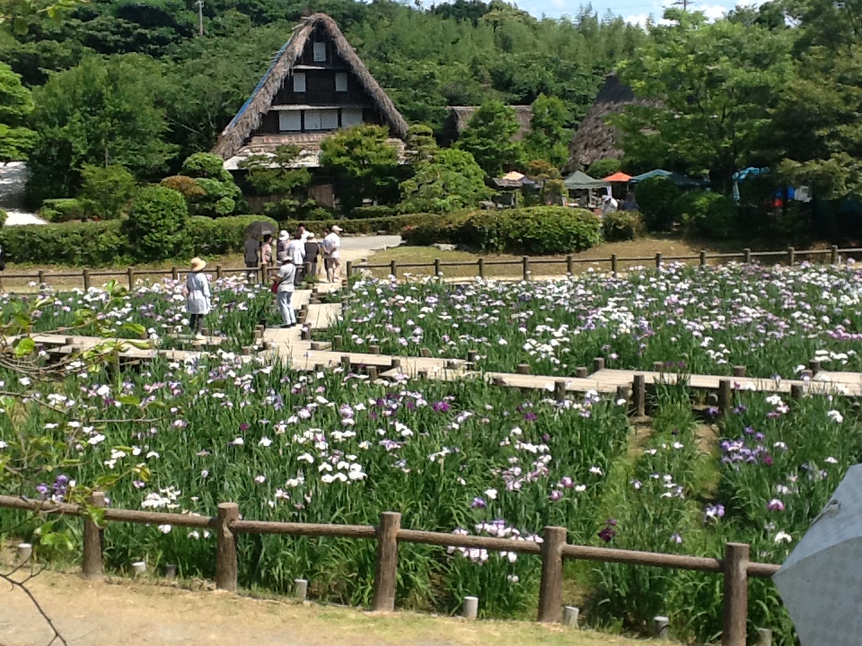 宮地嶽菖蒲1