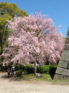 舞鶴公園②