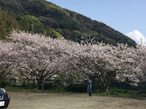 桜