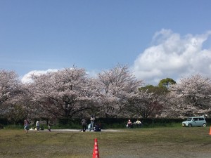 sakura